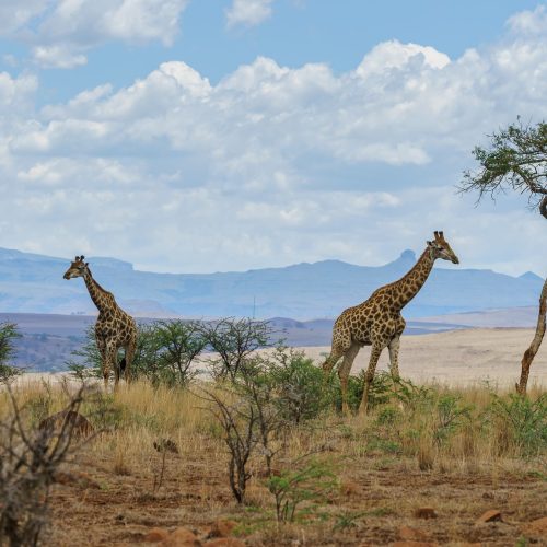 jirafas-en-un-paisaje-africano